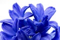 Blue hyacinthe flower.close up Royalty Free Stock Photo