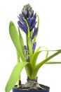Blue hyacinthe flower, springtime Royalty Free Stock Photo