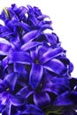 Blue hyacinthe flower, springtime Royalty Free Stock Photo