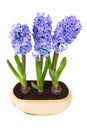 Blue hyacinthes Royalty Free Stock Photo