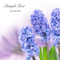 Blue hyacinthes Royalty Free Stock Photo