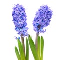 Blue hyacinthes Royalty Free Stock Photo