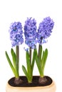 Blue hyacinthes Royalty Free Stock Photo