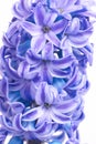 Blue hyacinthes Royalty Free Stock Photo