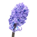 Blue hyacinthes Royalty Free Stock Photo