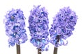 Blue hyacinthes Royalty Free Stock Photo