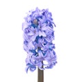 Blue hyacinthes Royalty Free Stock Photo