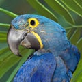 Blue Hyacinthine Macaw Royalty Free Stock Photo