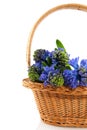 Blue Hyacinths in basket