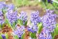 Blue hyacinths bloom beautifully in the garden