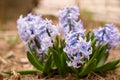 blue hyacinths bloom in the garden