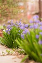 blue hyacinths bloom in the garden in spring