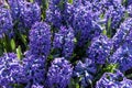 Blue hyacinths bloom in Keukenhof Park. Netherlands