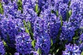 Blue hyacinths bloom in Keukenhof Park. Netherlands