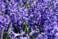 Blue hyacinths bloom in Keukenhof Park. Netherlands