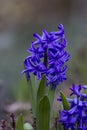 Blue hyacinths blooming