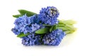 Blue hyacinths Royalty Free Stock Photo