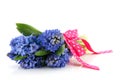 Blue hyacinths Royalty Free Stock Photo
