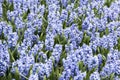 Blue Hyacinths Royalty Free Stock Photo