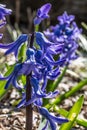 Blue hyacinths in flower bed