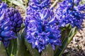 Blue hyacinths in flower bed