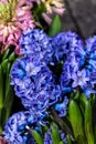 Blue hyacinths Hyacinthus orientalis
