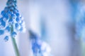 Blue hyacinths spring flowers Nature Backgrounds Royalty Free Stock Photo