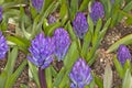 Blue Hyacinthus Royalty Free Stock Photo