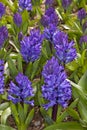 Blue Hyacinthus Royalty Free Stock Photo