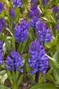 Blue Hyacinthus