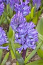 Blue Hyacinthus Royalty Free Stock Photo