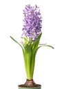 Blue hyacinthus flower in pot. Potted hyacinth isolated on white