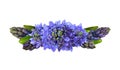 Blue hycinth flowers in a line floral arrangement