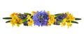 Blue hycinth and yellow narcissus flowers in a line floral arrangement