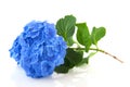 Blue Hydrangea