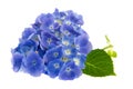 Blue Hydrangea