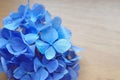 Blue hydrangea arrangments Royalty Free Stock Photo