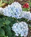 Blue hydrangea with Asiatic Lily in background Royalty Free Stock Photo