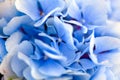 Blue hydrangea background Royalty Free Stock Photo