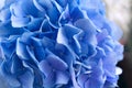 Blue Hydrangea background. Hortensia flowers surface. Close up photo. Royalty Free Stock Photo