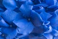 Blue Hydrangea background. Hortensia flowers surface. Macro photo. Royalty Free Stock Photo