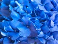 Blue Hydrangea background. Hortensia flowers surface. Macro photo. Royalty Free Stock Photo