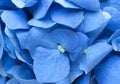 Blue Hydrangea background. Hortensia flowers surface. Macro photo. Royalty Free Stock Photo