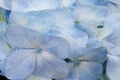 Blue Hydrangea background