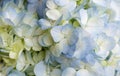 Blue Hydrangea background