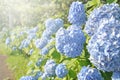 Blue hydrangea background Royalty Free Stock Photo