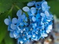 Blue Hydrangea Bloom Close Up