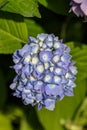 Blue hydrangea