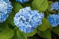 Blue hydrangea blossom wiht green leaves in the garden