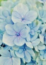 Blue Hydrangea blossoms Royalty Free Stock Photo